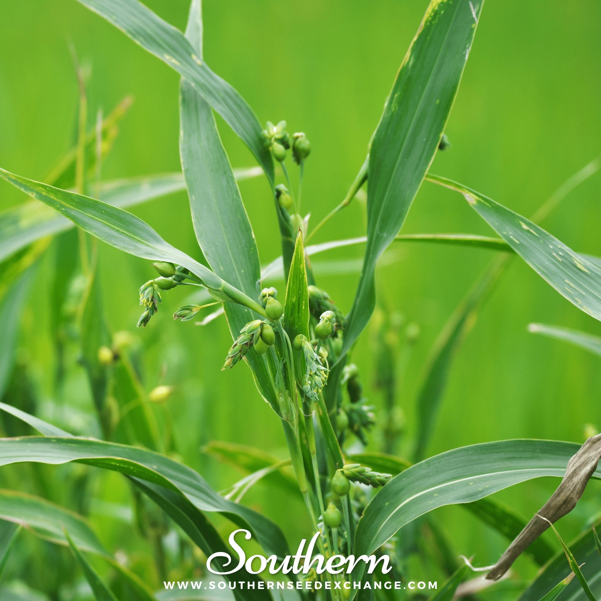 Job's Tears (Coix Lacryma-jobi) - 10 Seeds - Southern Seed Exchange