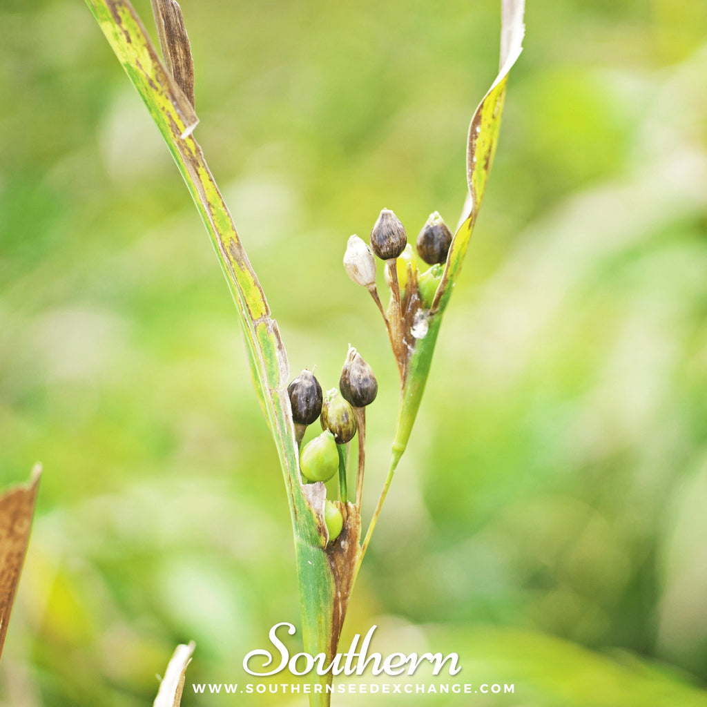Job's Tears (Coix Lacryma-jobi) - 10 Seeds - Southern Seed Exchange