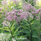 Joe Pye Weed, Spotted (Eupatorium maculatum) - 100 Seeds - Southern Seed Exchange