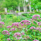 Joe Pye Weed, Spotted (Eupatorium maculatum) - 100 Seeds - Southern Seed Exchange