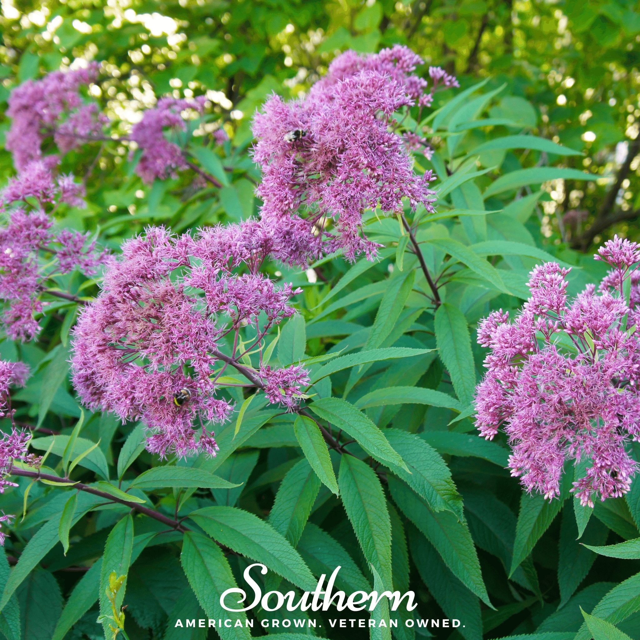 Joe Pye Weed, Sweet (Eupatorium maculatum) - 100 Seeds - Southern Seed Exchange