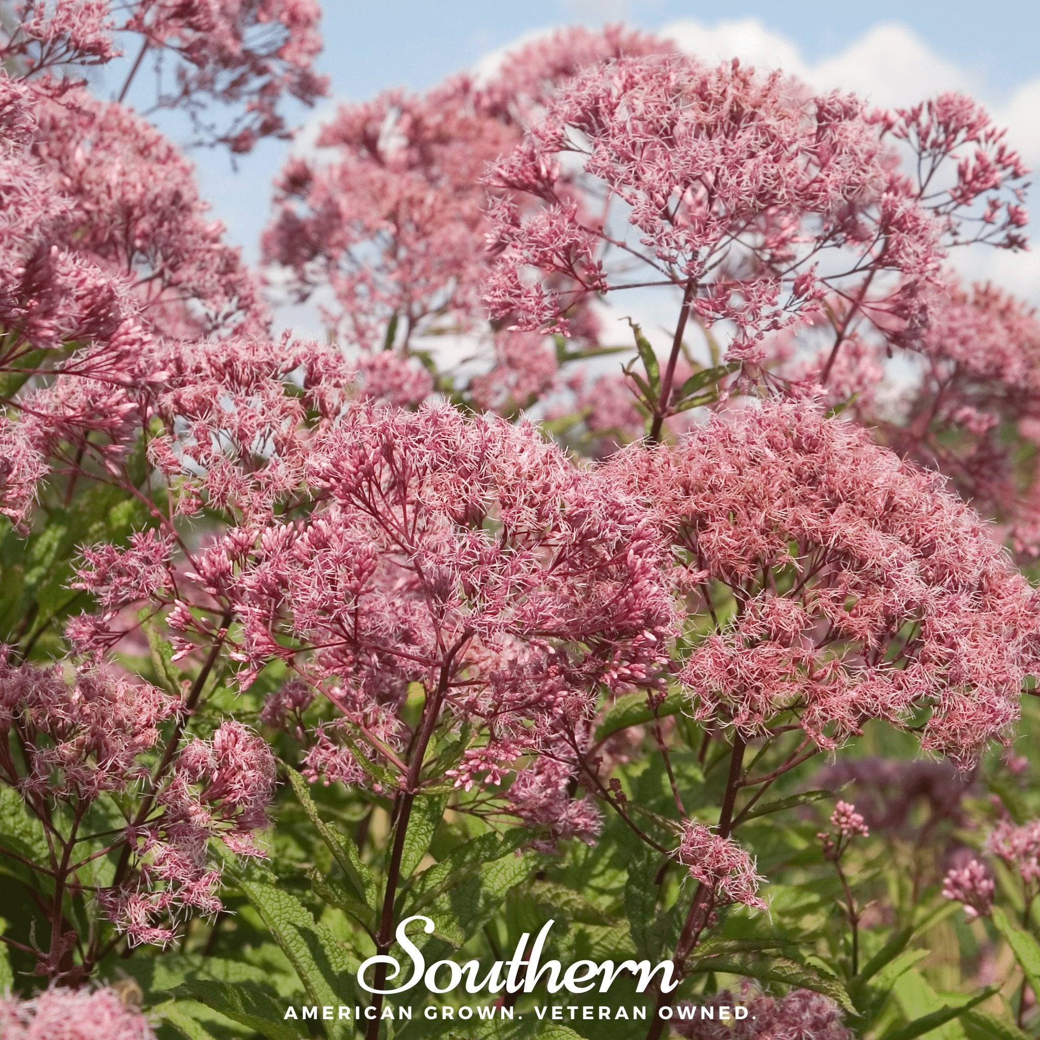 Joe Pye Weed, Sweet (Eupatorium maculatum) - 100 Seeds - Southern Seed Exchange