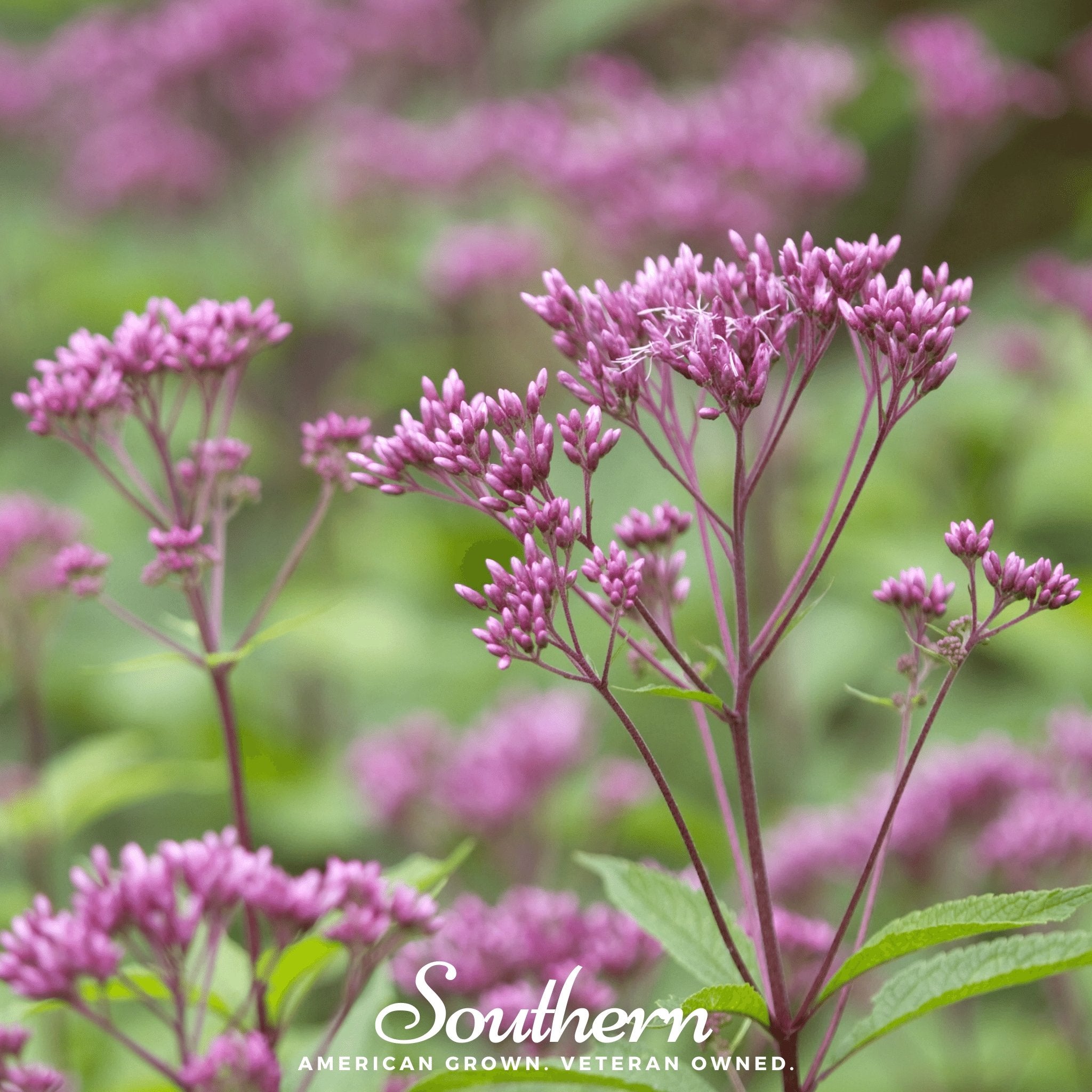 Joe Pye Weed, Sweet (Eupatorium maculatum) - 100 Seeds - Southern Seed Exchange