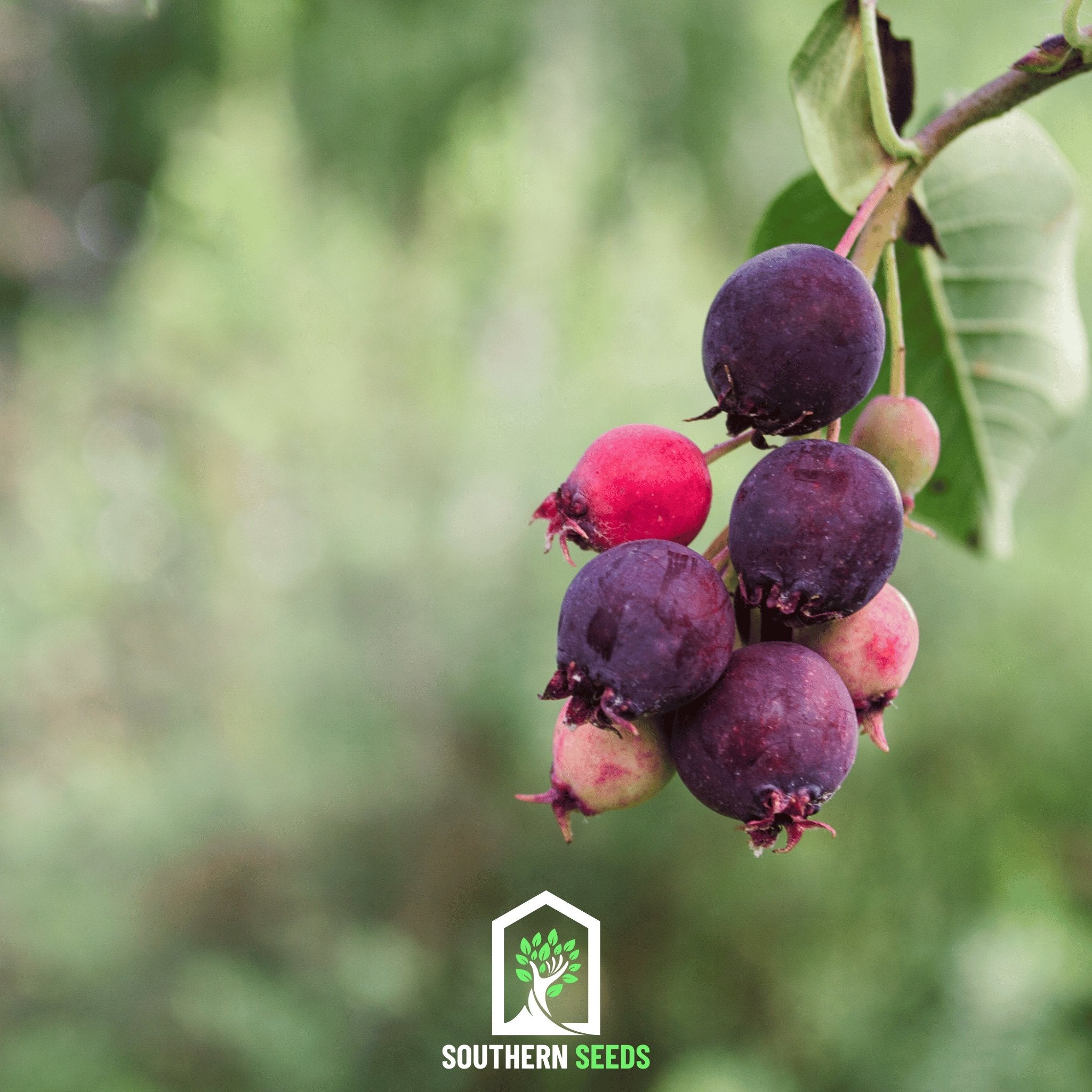 Juneberry - Serviceberry (Amelanchier lamarkii) - 50 Seeds - Southern Seed Exchange