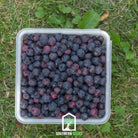 Juneberry - Serviceberry (Amelanchier lamarkii) - 50 Seeds - Southern Seed Exchange