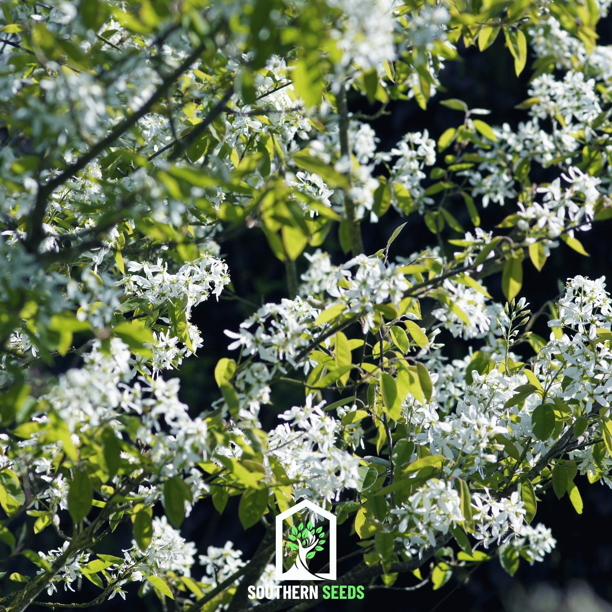 Juneberry - Serviceberry (Amelanchier lamarkii) - 50 Seeds - Southern Seed Exchange