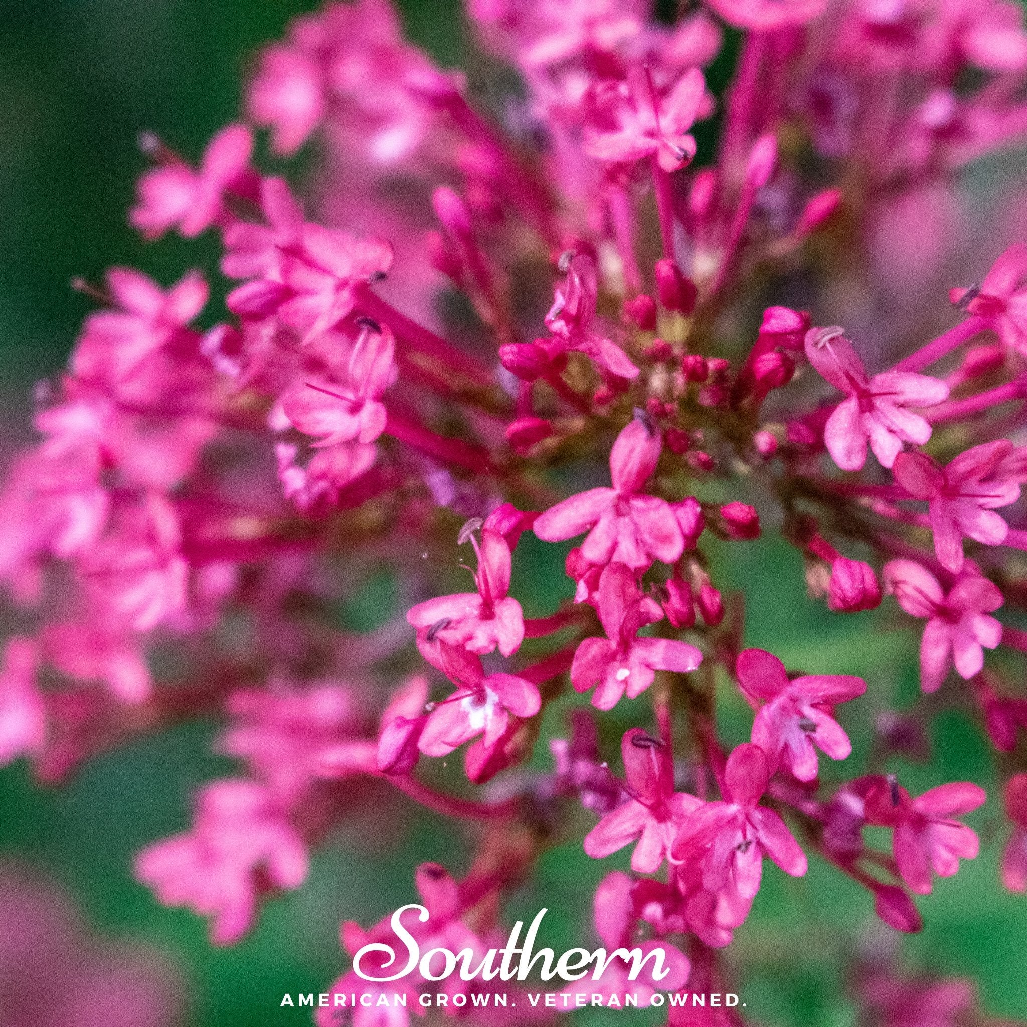 Jupiter’s Beard, Mixture (Centhranthus Ruber) - 50 Seeds - Southern Seed Exchange