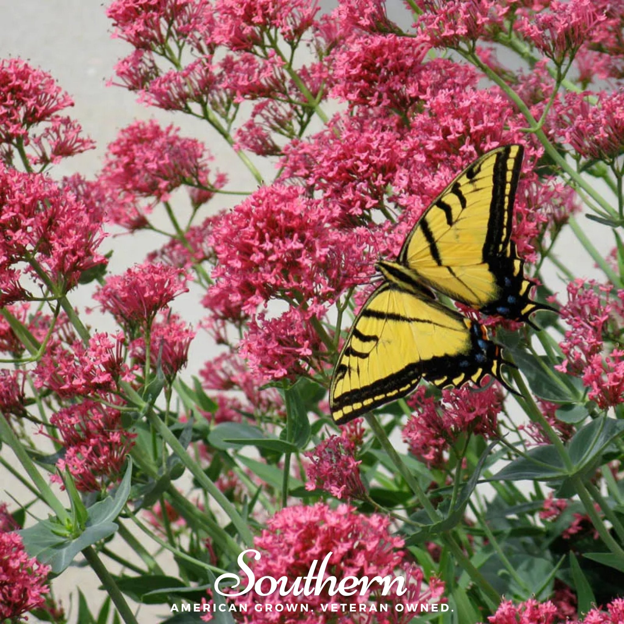 Jupiter’s Beard, Mixture (Centhranthus Ruber) - 50 Seeds - Southern Seed Exchange