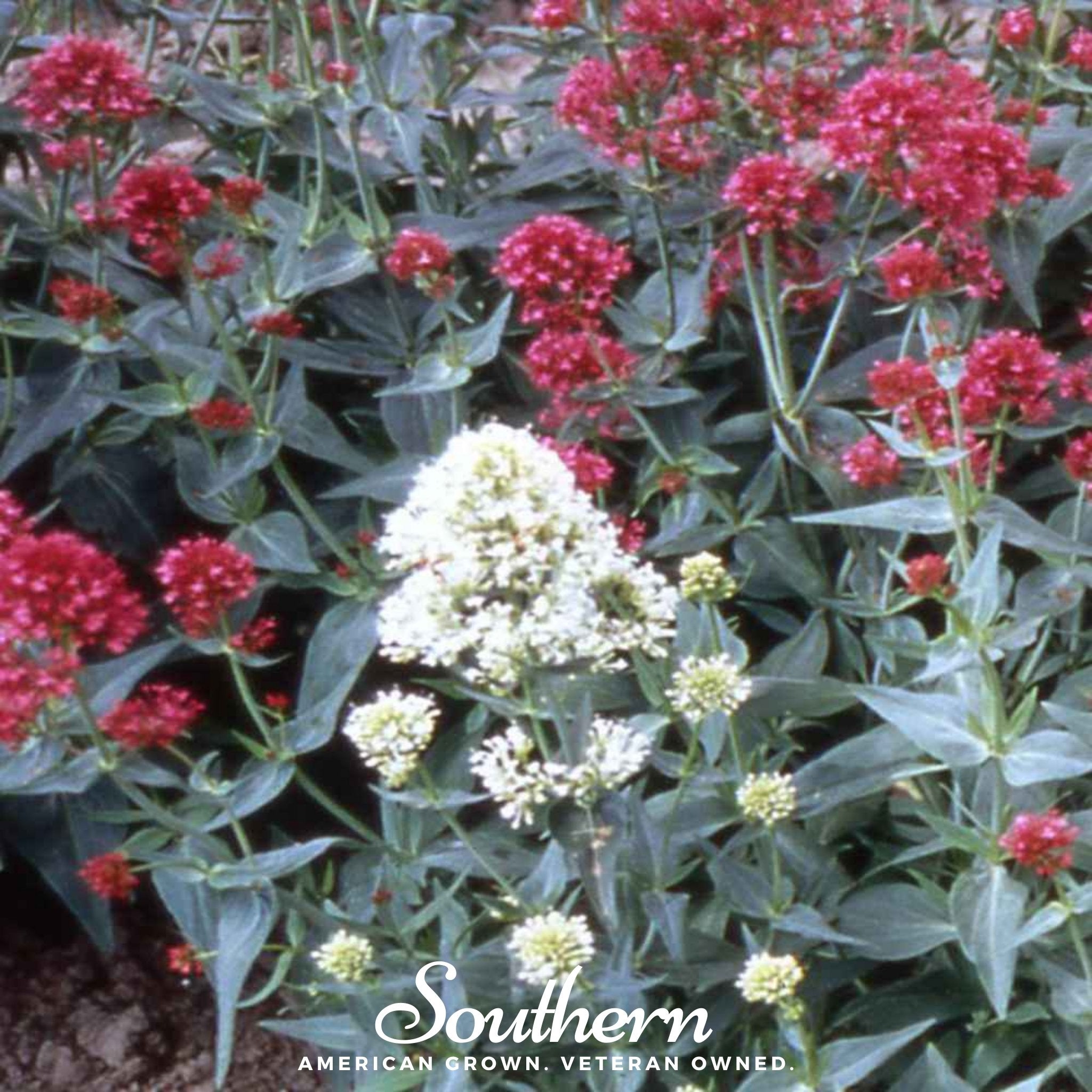 Jupiter’s Beard, Mixture (Centhranthus Ruber) - 50 Seeds - Southern Seed Exchange