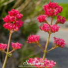 Jupiter’s Beard, Red Valerian (Centhranthus Ruber) - 50 Seeds - Southern Seed Exchange