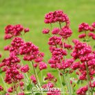 Jupiter’s Beard, Red Valerian (Centhranthus Ruber) - 50 Seeds - Southern Seed Exchange