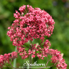 Jupiter’s Beard, Red Valerian (Centhranthus Ruber) - 50 Seeds - Southern Seed Exchange