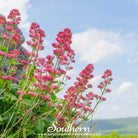 Jupiter’s Beard, Red Valerian (Centhranthus Ruber) - 50 Seeds - Southern Seed Exchange