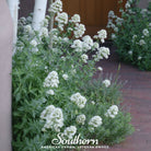 Jupiter’s Beard, White Valerian (Centhranthus Ruber) - 50 Seeds - Southern Seed Exchange