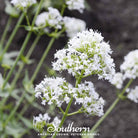 Jupiter’s Beard, White Valerian (Centhranthus Ruber) - 50 Seeds - Southern Seed Exchange