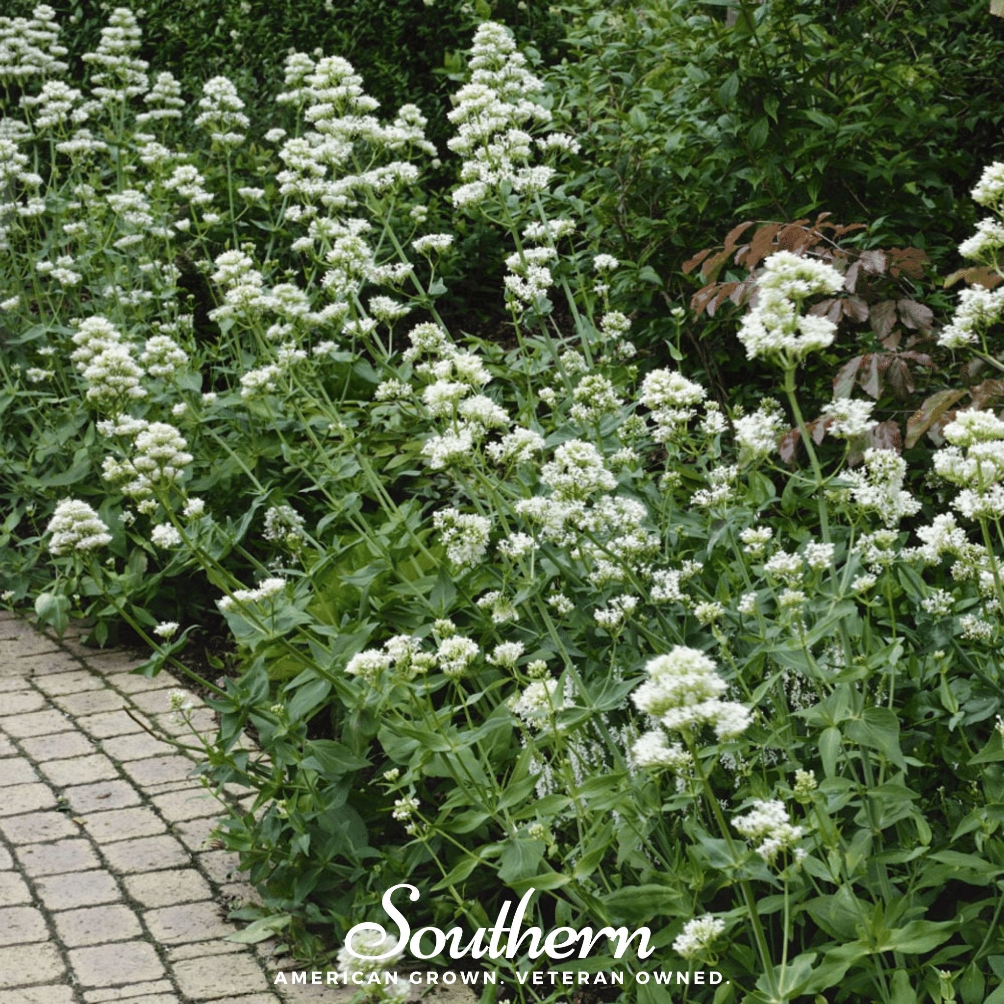 Jupiter’s Beard, White Valerian (Centhranthus Ruber) - 50 Seeds - Southern Seed Exchange