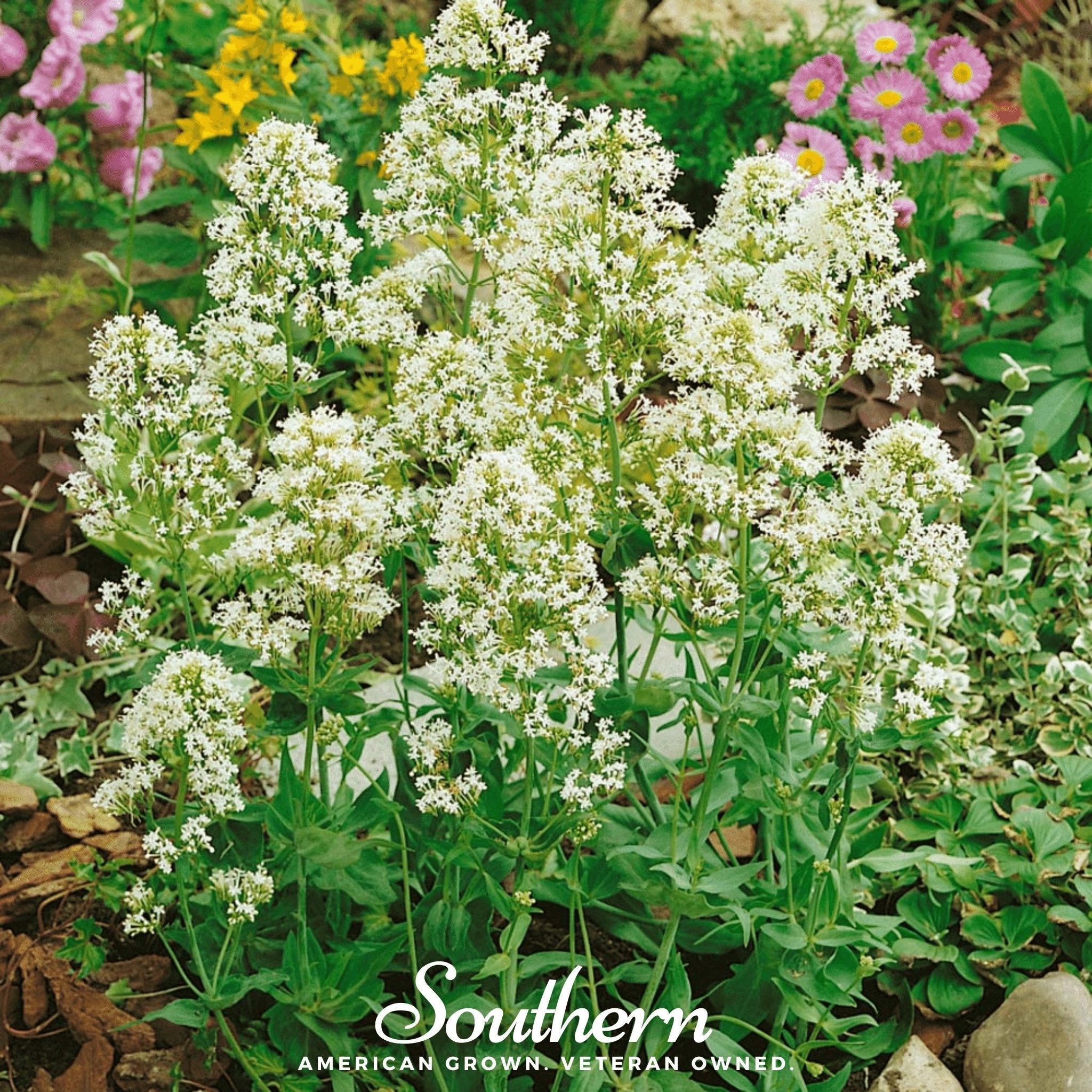 Jupiter’s Beard, White Valerian (Centhranthus Ruber) - 50 Seeds - Southern Seed Exchange