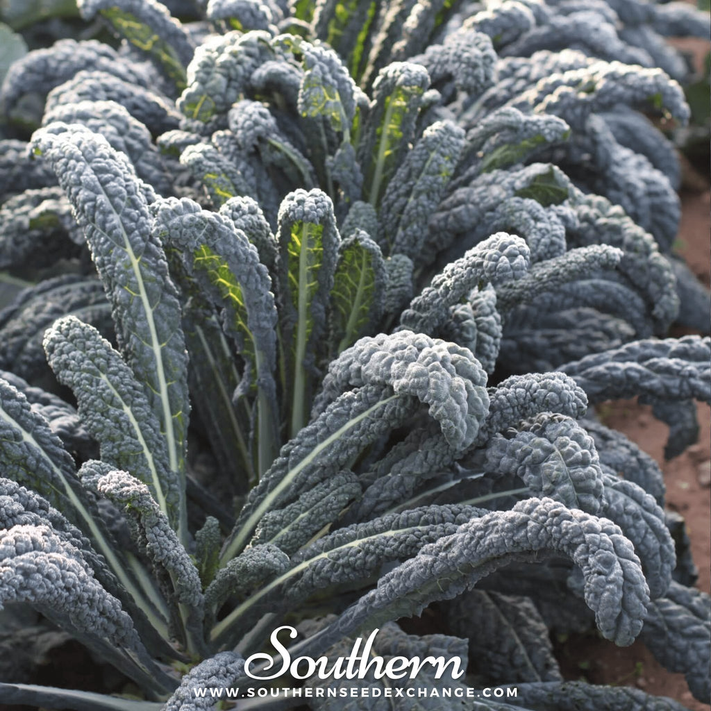 Kale, Black Magic (Brassica oleracea) - 250 Seeds - Southern Seed Exchange