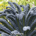 Kale, Black Magic (Brassica oleracea) - 250 Seeds - Southern Seed Exchange