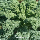 Kale, Dwarf Blue Curled Scotch (Brassica oleracea) - 250 Seeds - Southern Seed Exchange