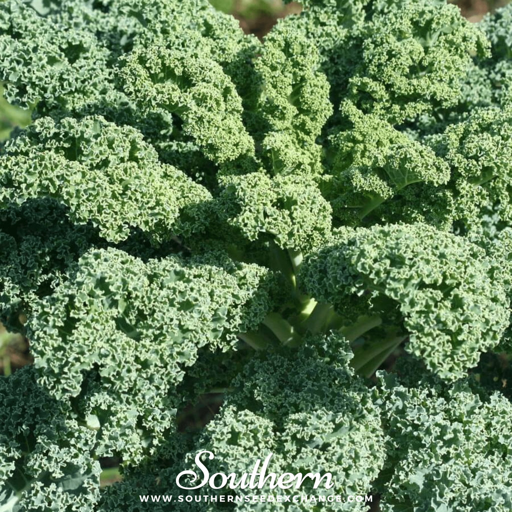 Kale, Dwarf Blue Curled Scotch (Brassica oleracea) - 250 Seeds - Southern Seed Exchange