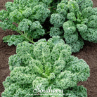 Kale, Dwarf Blue Curled Scotch (Brassica oleracea) - 250 Seeds - Southern Seed Exchange