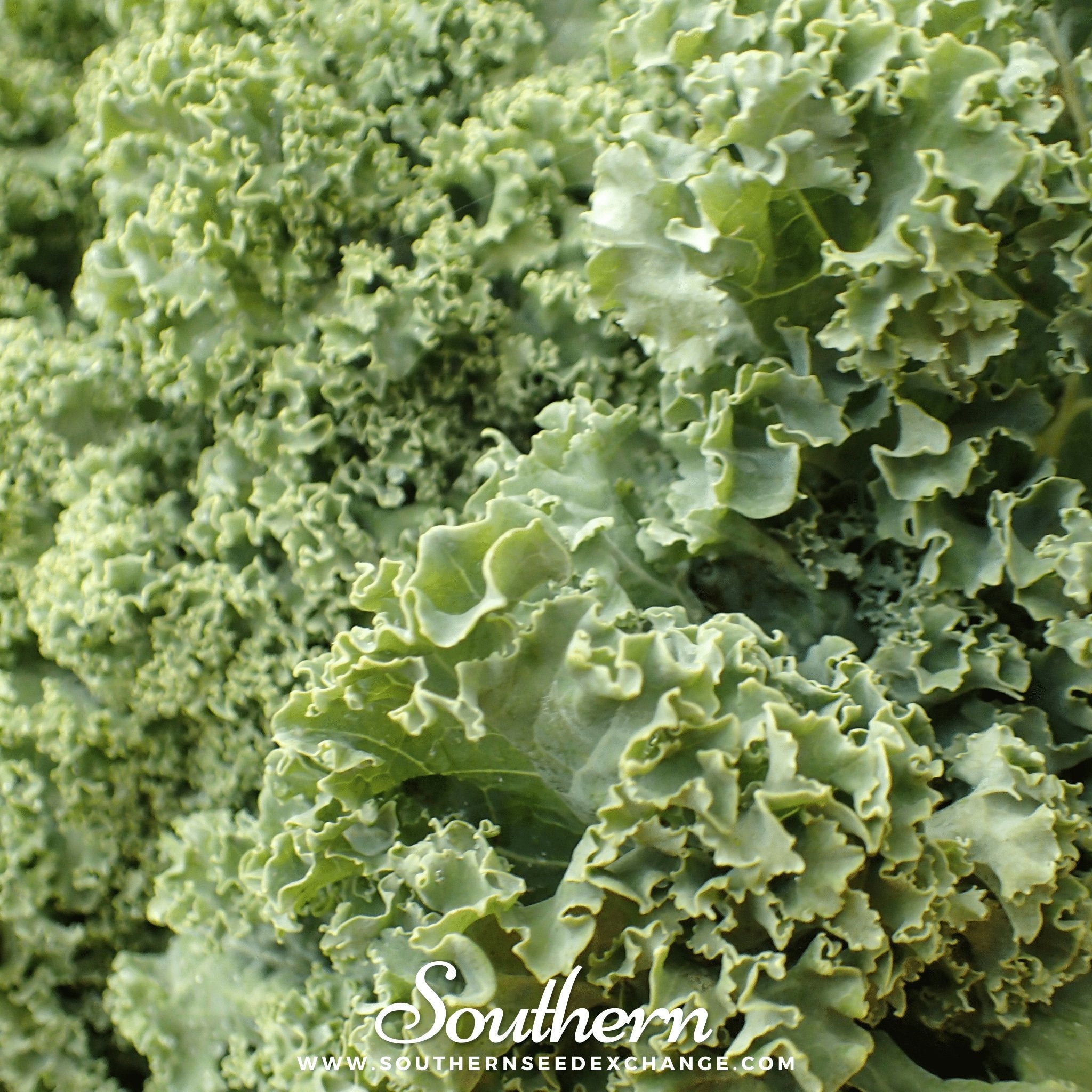 Kale, Dwarf Siberian (Brassica napus) - 250 Seeds - Southern Seed Exchange