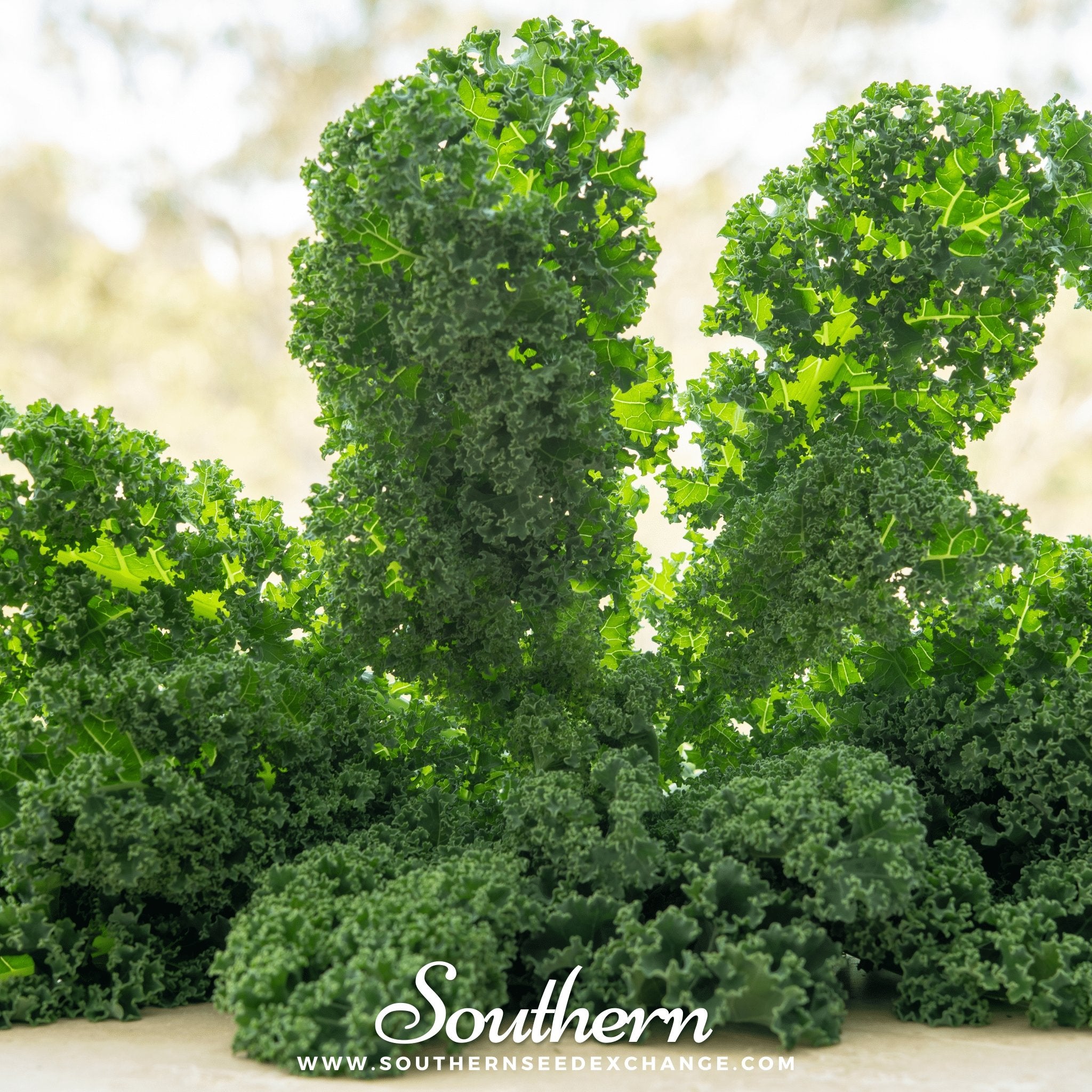 Kale, Dwarf Siberian (Brassica napus) - 250 Seeds - Southern Seed Exchange