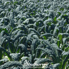 Kale, Lacinato "Dinosaur Kale" (Brassica oleracea) - 250 Seeds - Southern Seed Exchange