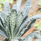 Kale, Lacinato "Dinosaur Kale" (Brassica oleracea) - 250 Seeds - Southern Seed Exchange