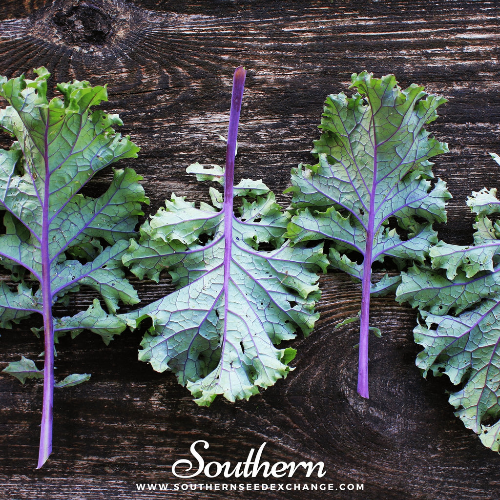 Kale, Red Russian (Brassica oleracea) - 250 Seeds - Southern Seed Exchange