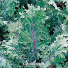 Kale, Red Russian (Brassica oleracea) - 250 Seeds - Southern Seed Exchange