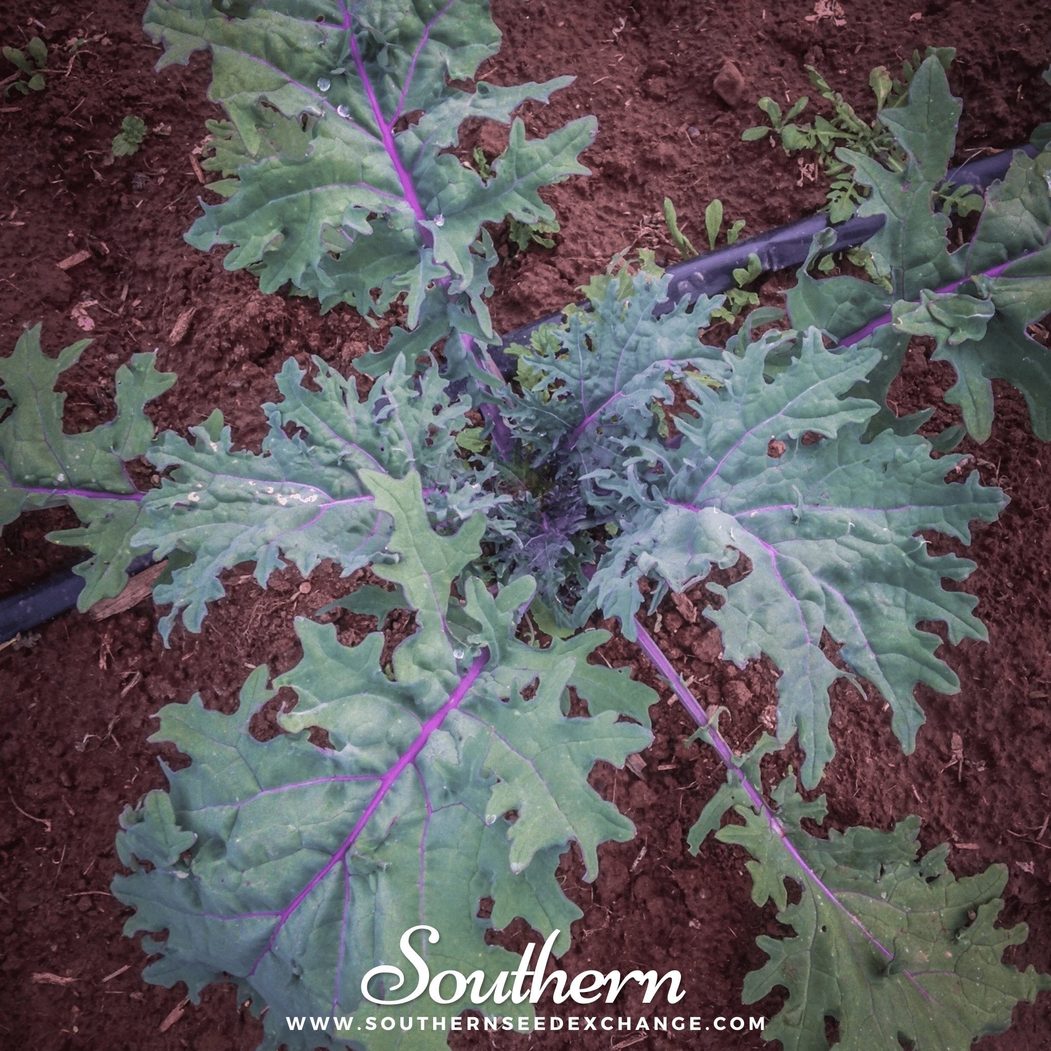 Kale, Red Russian (Brassica oleracea) - 250 Seeds - Southern Seed Exchange