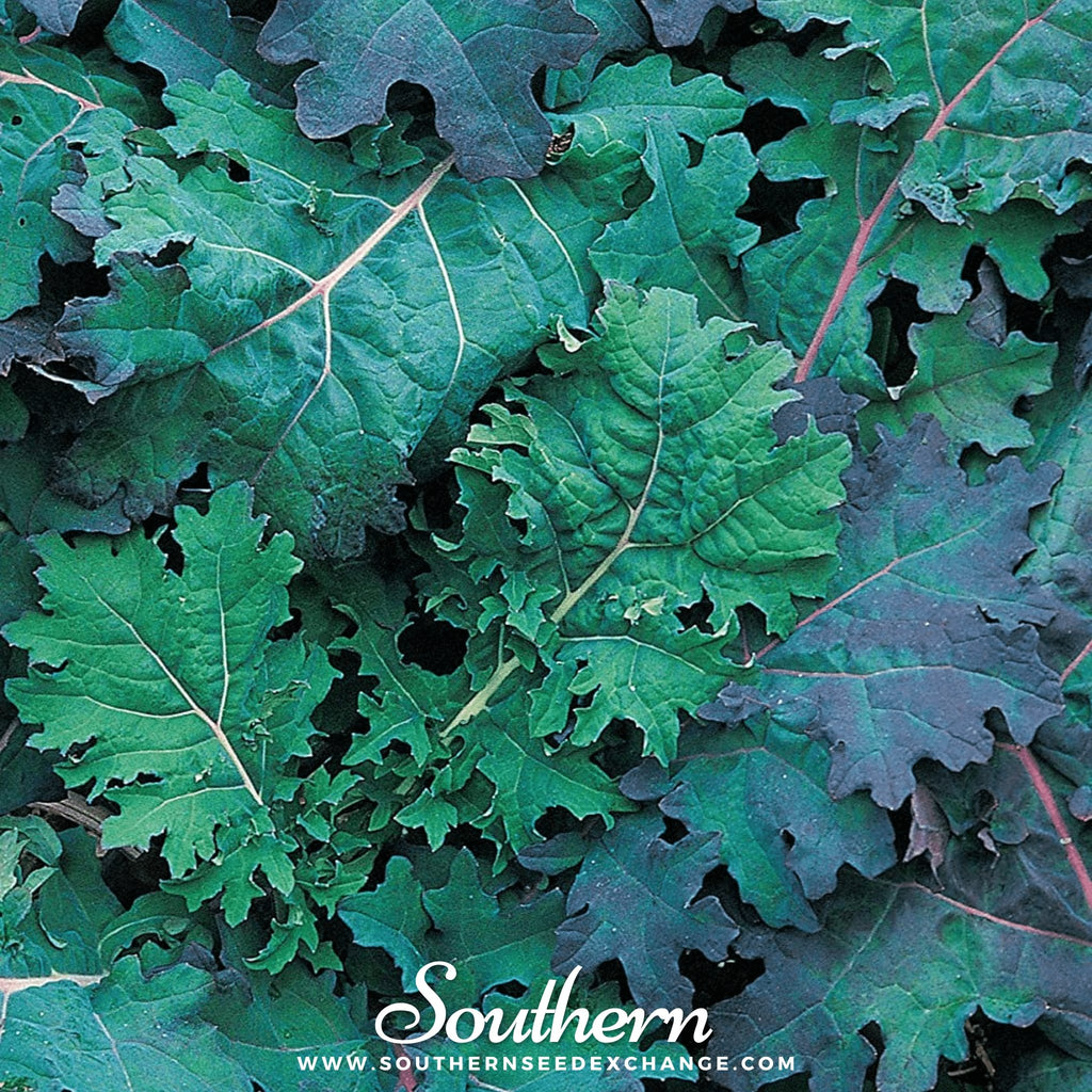 Kale, Red Russian (Brassica oleracea) - 250 Seeds - Southern Seed Exchange