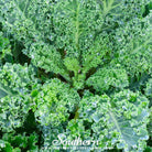 Kale, Vates Blue Scotch Curled (Brassica oleracea) - 250 Seeds - Southern Seed Exchange