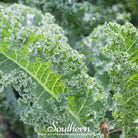 Kale, Vates Blue Scotch Curled (Brassica oleracea) - 250 Seeds - Southern Seed Exchange