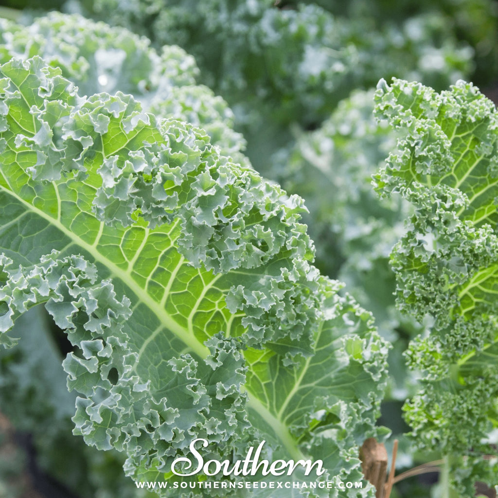 Kale, Vates Blue Scotch Curled (Brassica oleracea) - 250 Seeds - Southern Seed Exchange
