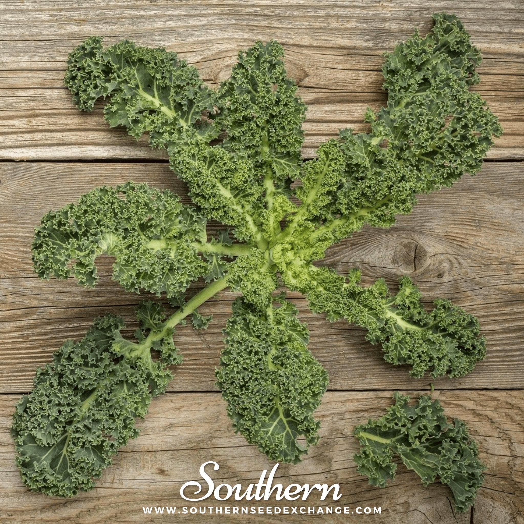 Kale, Vates Blue Scotch Curled (Brassica oleracea) - 250 Seeds - Southern Seed Exchange