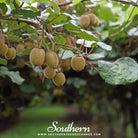 Kiwi Fruit (Actinidia chinensis) - 100 Seeds - Southern Seed Exchange