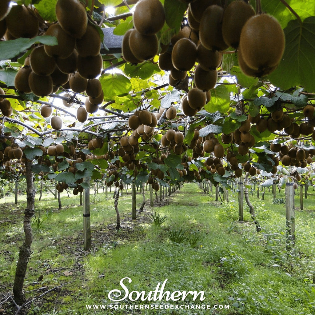 Kiwi Fruit (Actinidia chinensis) - 100 Seeds - Southern Seed Exchange