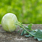 Kohlrabi, Early White Vienna (Brassica oleracea) - 100 Seeds - Southern Seed Exchange