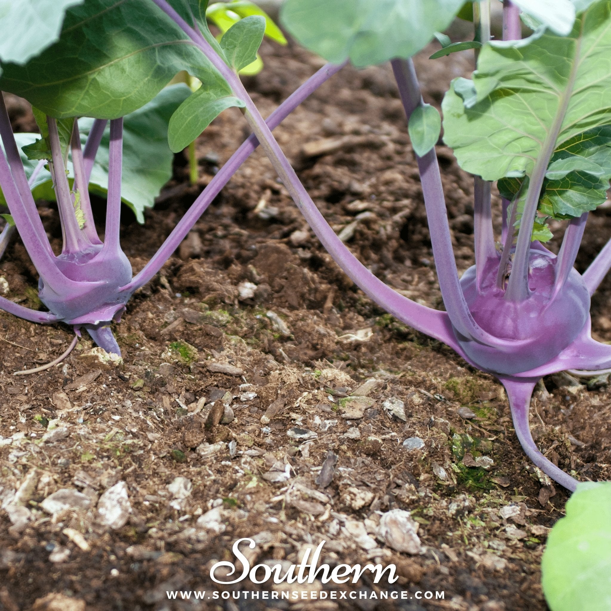 Kohlrabi, Purple Vienna (Brassica oleracea) - 100 Seeds - Southern Seed Exchange