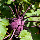 Kohlrabi, Purple Vienna (Brassica oleracea) - 100 Seeds - Southern Seed Exchange