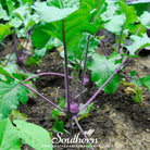 Kohlrabi, Purple Vienna (Brassica oleracea) - 100 Seeds - Southern Seed Exchange