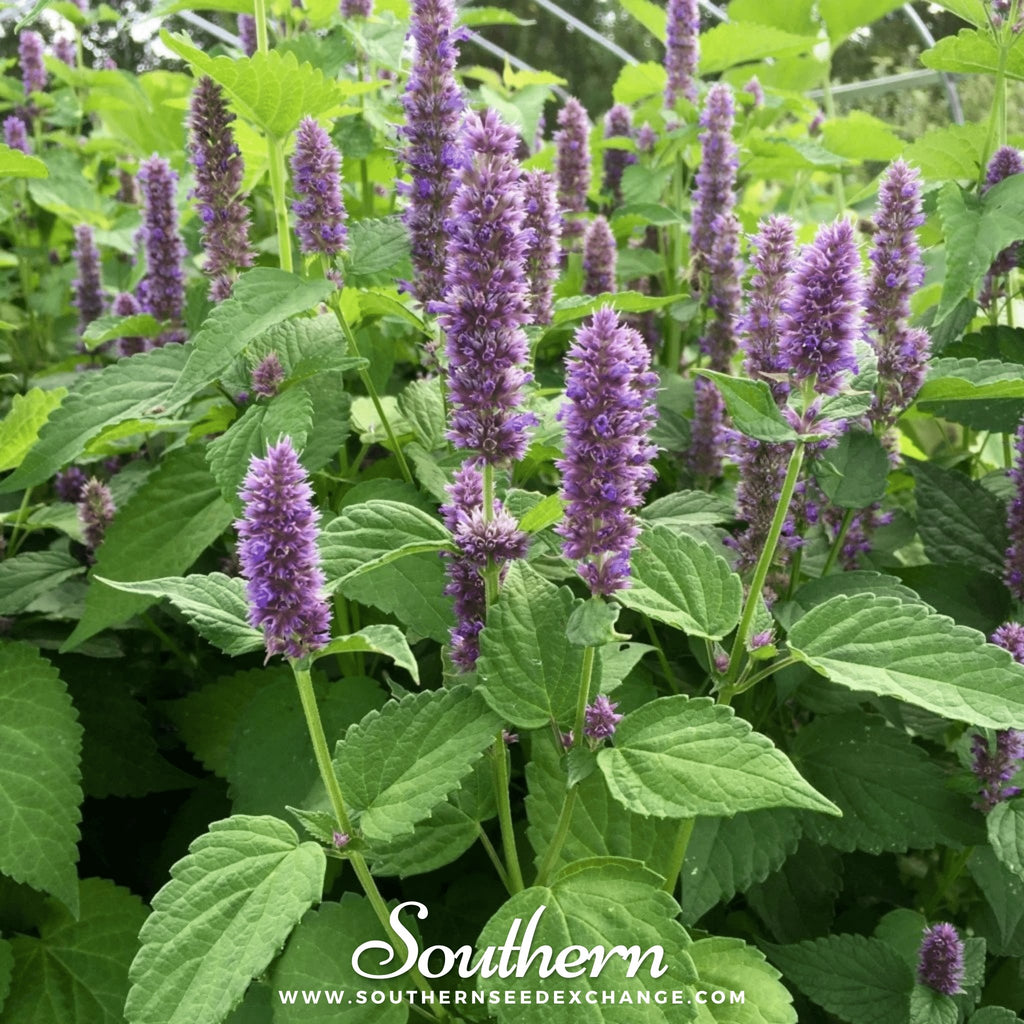 Korean Mint (Agastache Rugosa) - 50 Seeds - Southern Seed Exchange