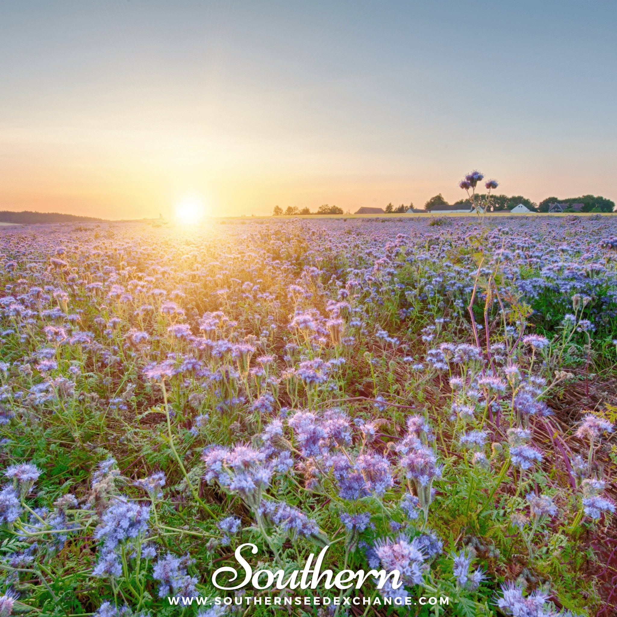 Lacy Phacelia (Phacelia Tanacetifolia) - 200 Seeds - Southern Seed Exchange