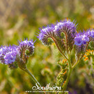 Lacy Phacelia (Phacelia Tanacetifolia) - 200 Seeds - Southern Seed Exchange