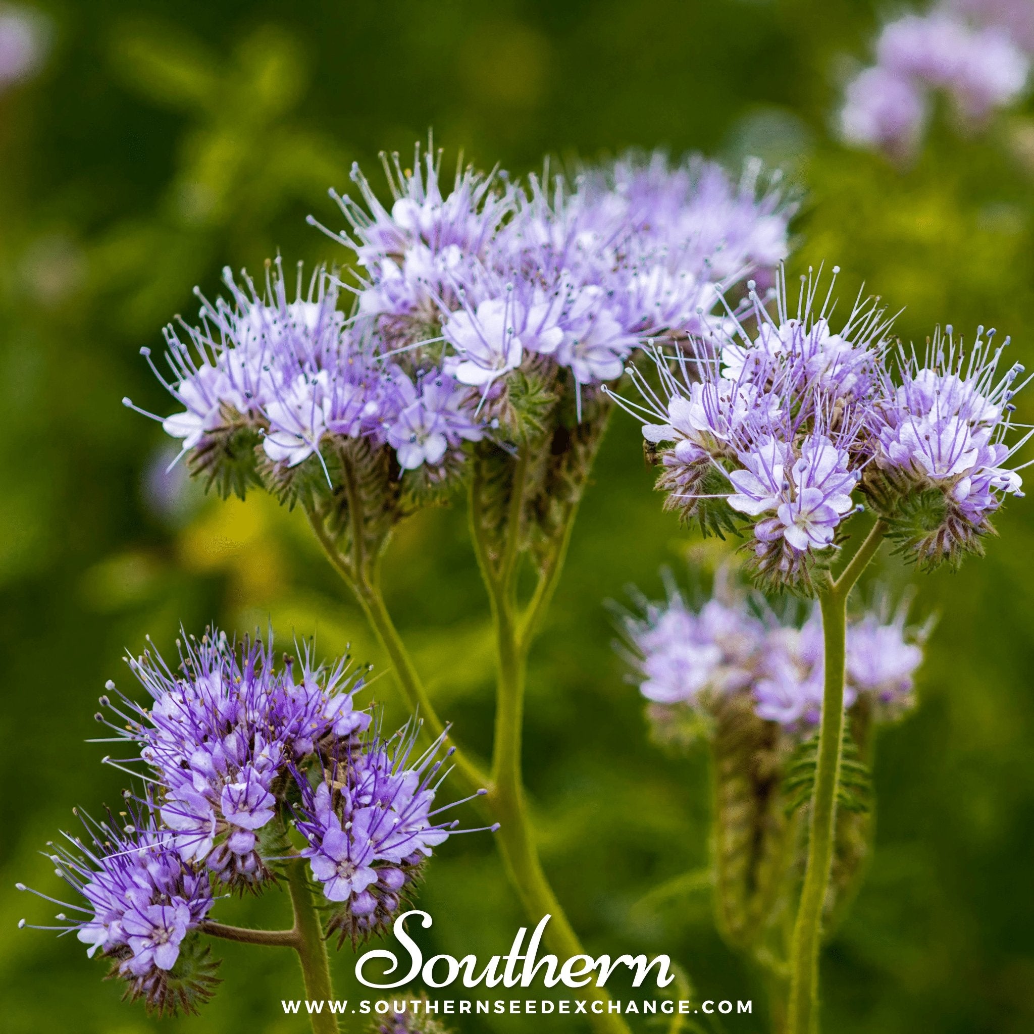 Lacy Phacelia (Phacelia Tanacetifolia) - 200 Seeds - Southern Seed Exchange