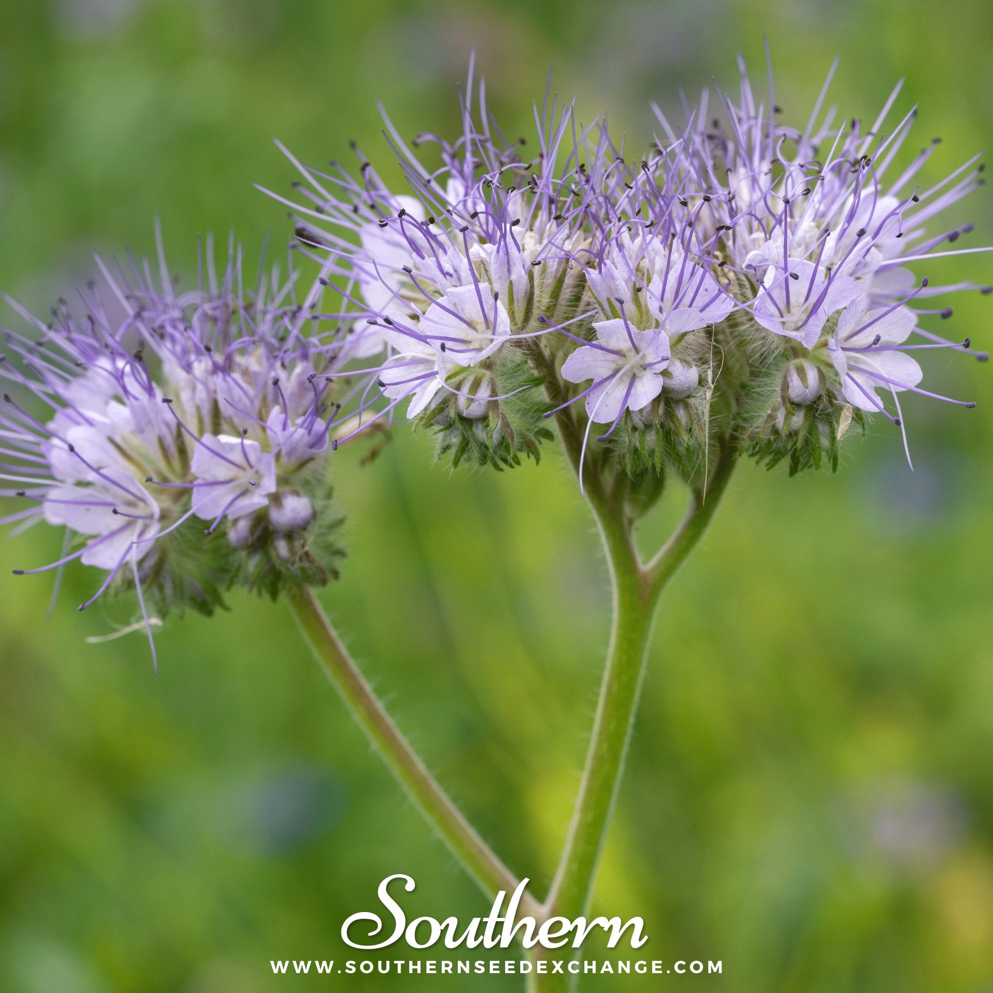 Lacy Phacelia (Phacelia Tanacetifolia) - 200 Seeds - Southern Seed Exchange