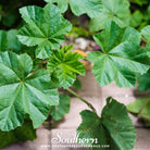 Lady’s Mantle (Alchemilla Mollis) - 50 Seeds - Southern Seed Exchange